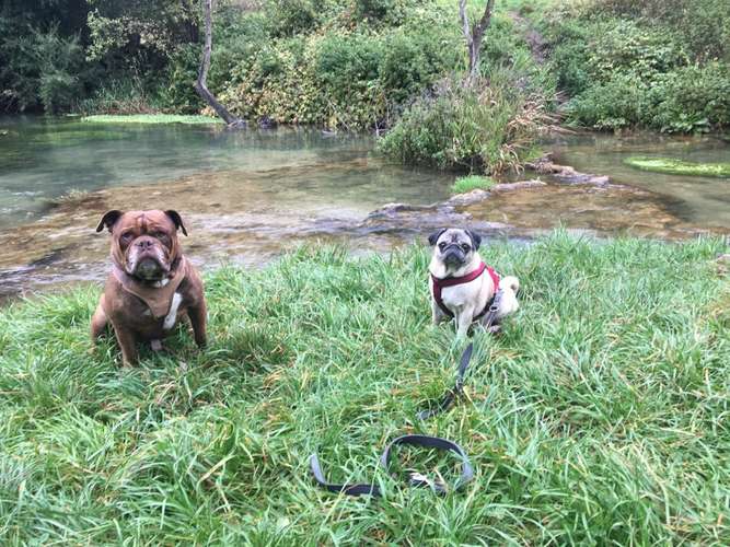 Hundeauslaufgebiet-Sandy Laderer Hundetrainerin-Bild