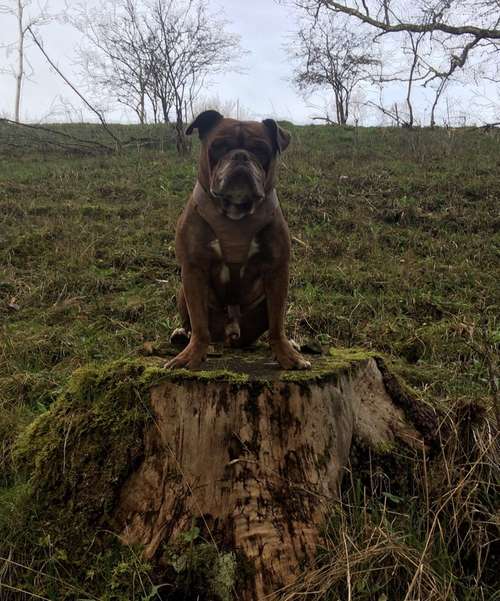 Hundeauslaufgebiet-Sandy Laderer Hundetrainerin-Bild