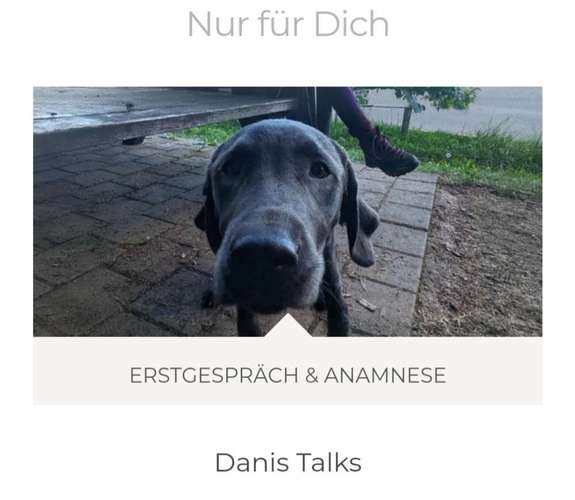 Hundeauslaufgebiet-Danis Dogs-Bild