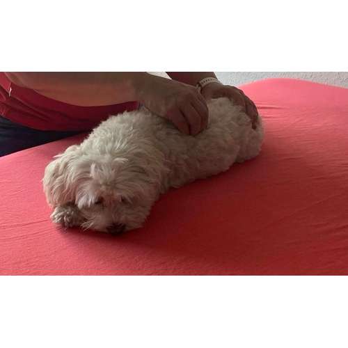 Hundeauslaufgebiet-Lauf-Stall Tierphysiotherapie-Bild