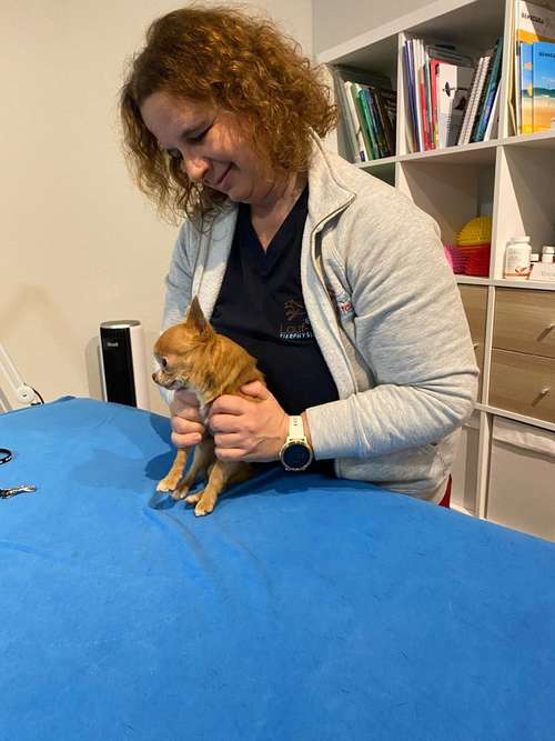 Hundeauslaufgebiet-Lauf-Stall Tierphysiotherapie-Bild