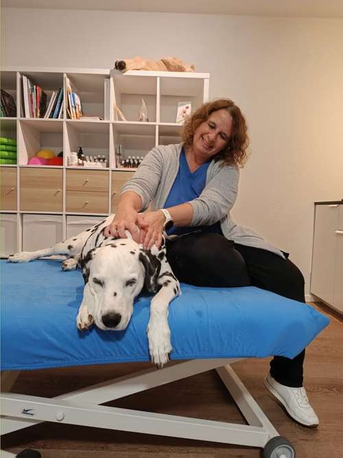 Hundeauslaufgebiet-Lauf-Stall Tierphysiotherapie-Bild