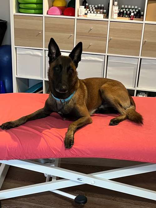 Hundeauslaufgebiet-Lauf-Stall Tierphysiotherapie-Bild