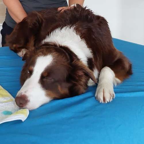 Hundeauslaufgebiet-Lauf-Stall Tierphysiotherapie-Bild