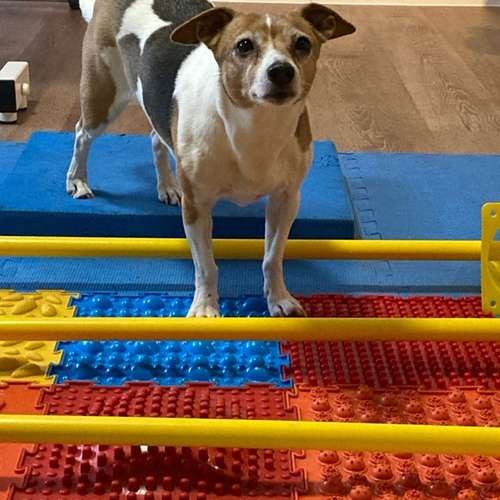 Hundeauslaufgebiet-Lauf-Stall Tierphysiotherapie-Bild