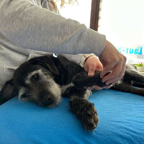 Hundeauslaufgebiet-Lauf-Stall Tierphysiotherapie-Bild