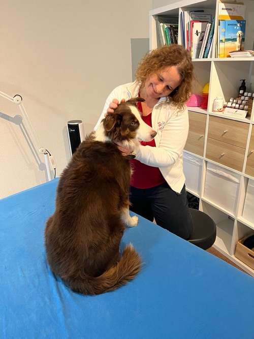 Hundeauslaufgebiet-Lauf-Stall Tierphysiotherapie-Bild