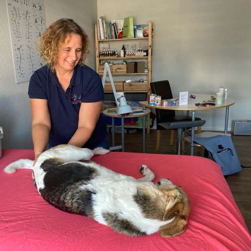 Hundeauslaufgebiet-Lauf-Stall Tierphysiotherapie-Bild