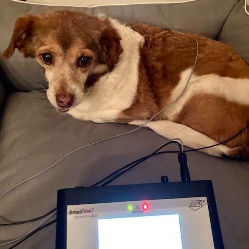 Hundeauslaufgebiet-Lauf-Stall Tierphysiotherapie-Bild