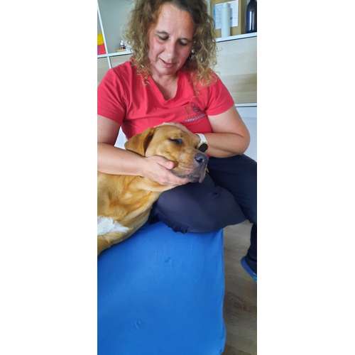 Hundeauslaufgebiet-Lauf-Stall Tierphysiotherapie-Bild
