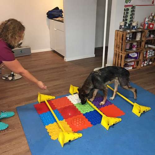 Hundeauslaufgebiet-Lauf-Stall Tierphysiotherapie-Bild