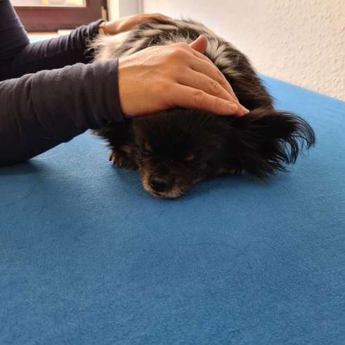 Hundeauslaufgebiet-Lauf-Stall Tierphysiotherapie-Bild