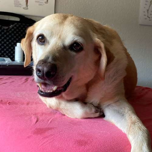 Hundeauslaufgebiet-Lauf-Stall Tierphysiotherapie-Bild