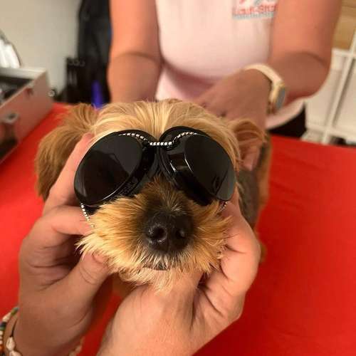 Hundeauslaufgebiet-Lauf-Stall Tierphysiotherapie-Bild