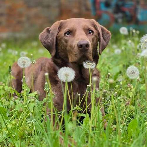 Hundeauslaufgebiet-Ernährungsberaterin für artgerechte und natürliche Ernährung-Bild