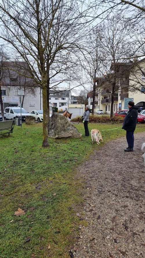 Hundeauslaufgebiet-Hundeschule oband'lt-Bild