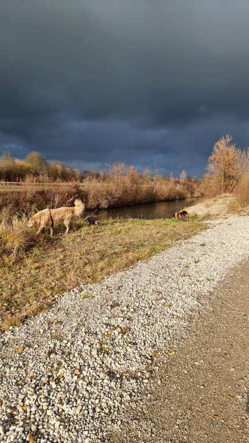 Hundeauslaufgebiet-Hundeschule oband'lt-Bild