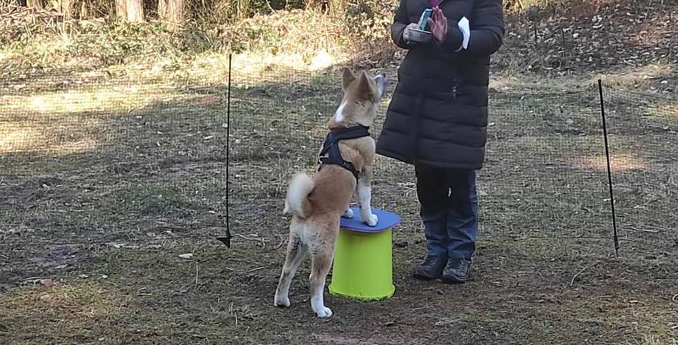 Hundeauslaufgebiet-Diana Habegger Coaching & Training für Hundehalter-Bild