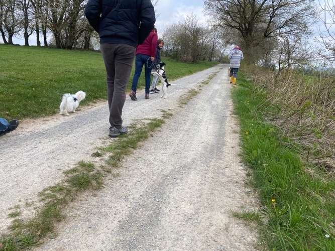 Hundeauslaufgebiet-Diana Habegger Coaching & Training für Hundehalter-Bild