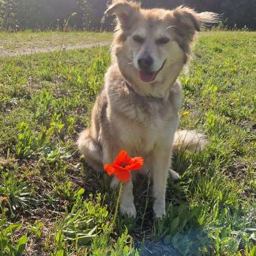 Hundeauslaufgebiet-Reico Vital-Systeme Tiernahrungsberatung – Cornelia Bierling-Bild