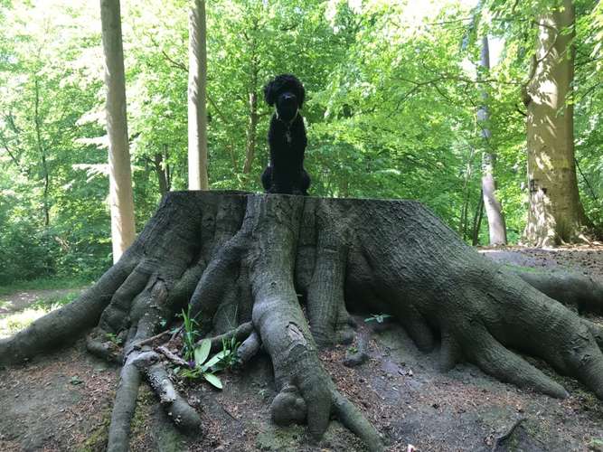 Hundeauslaufgebiet-Hund im Kopf - Kerstin Gerstenberger-Bild