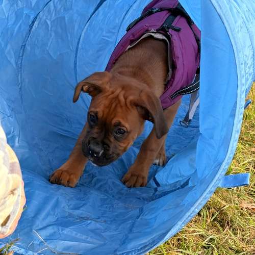 Hundeauslaufgebiet-Hundeschule Liebes Pfoten-Bild