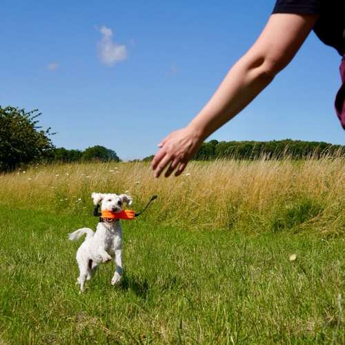 Hundeauslaufgebiet-Hundeschule Liebes Pfoten-Bild