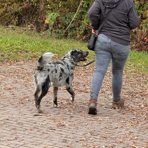 Hundeauslaufgebiet-Hundeschule Liebes Pfoten-Bild