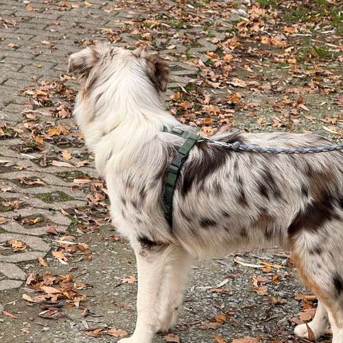 Hundeauslaufgebiet-Hundeschule Liebes Pfoten-Bild