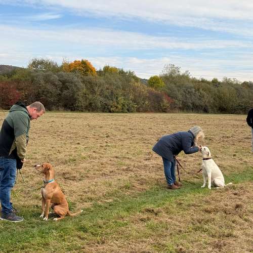 Hundeauslaufgebiet-Hundeschule Liebes Pfoten-Bild