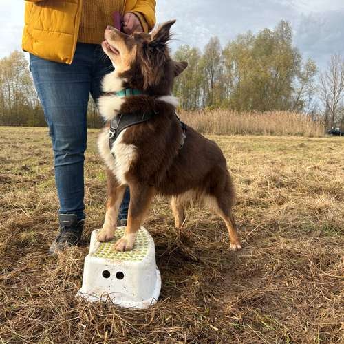 Hundeauslaufgebiet-Hundeschule Liebes Pfoten-Bild