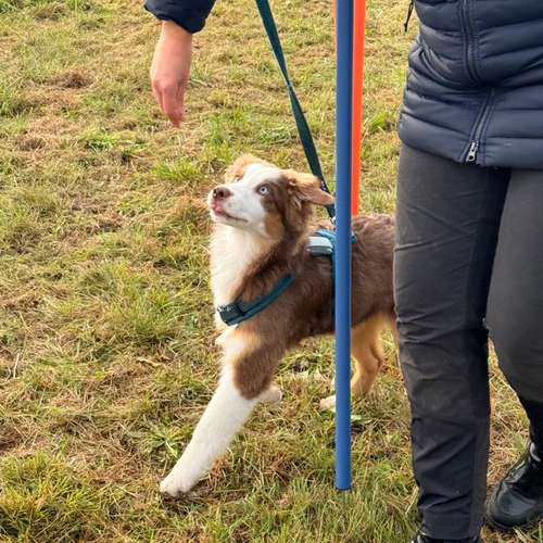 Hundeauslaufgebiet-Hundeschule Liebes Pfoten-Bild