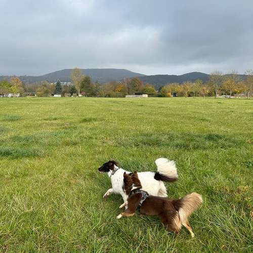 Hundeauslaufgebiet-Hundeschule Liebes Pfoten-Bild