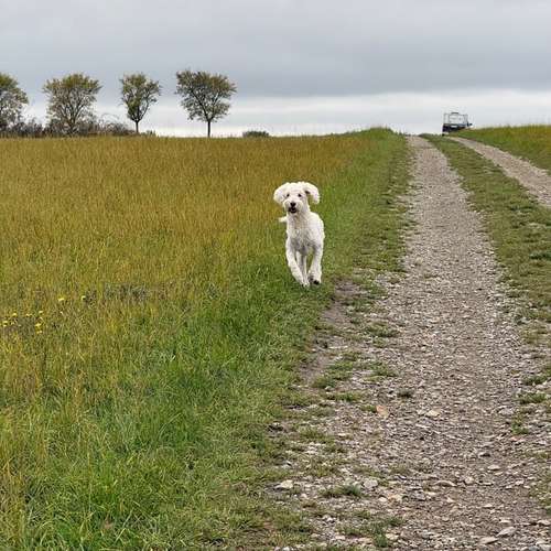 Hundeauslaufgebiet-Hundeschule Liebes Pfoten-Bild