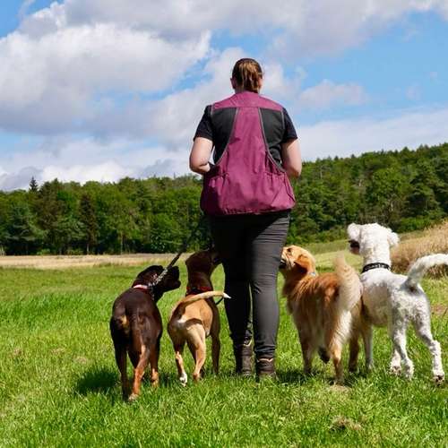 Hundeauslaufgebiet-Hundeschule Liebes Pfoten-Bild