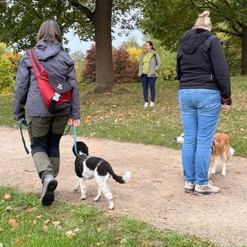 Hundeauslaufgebiet-Hundeschule Liebes Pfoten-Bild