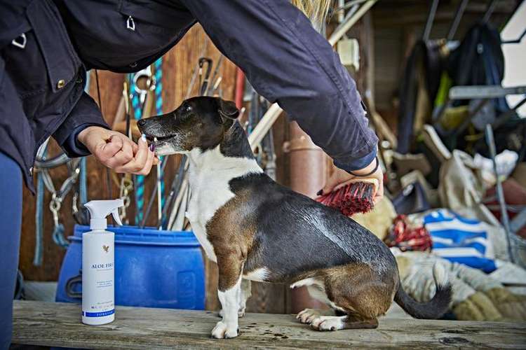 Hundeauslaufgebiet-Vertriebspartnerin Forever Living 🦅-Bild