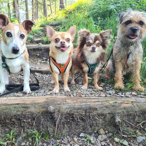 Hundeauslaufgebiet-Hundebetreuung Gommiswald-Bild