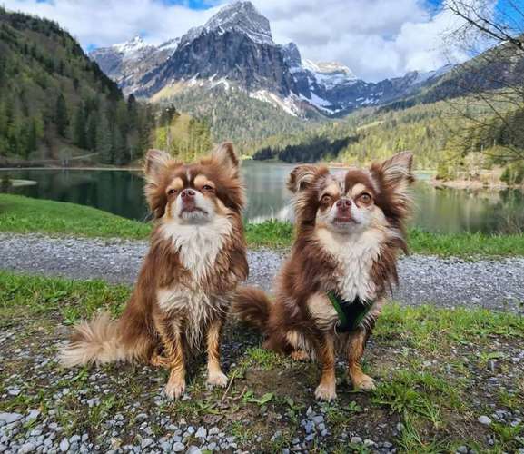 Hundeauslaufgebiet-Hundebetreuung Gommiswald-Bild