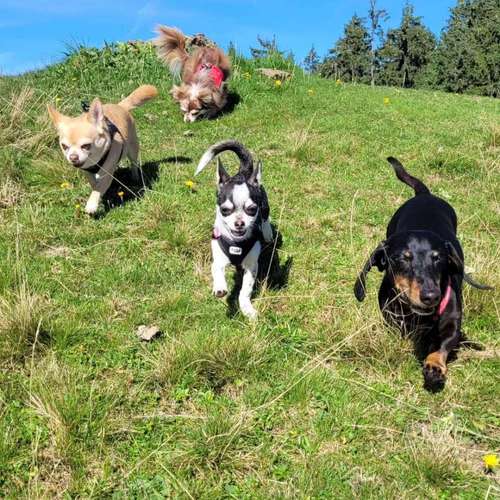 Hundeauslaufgebiet-Hundebetreuung Gommiswald-Bild