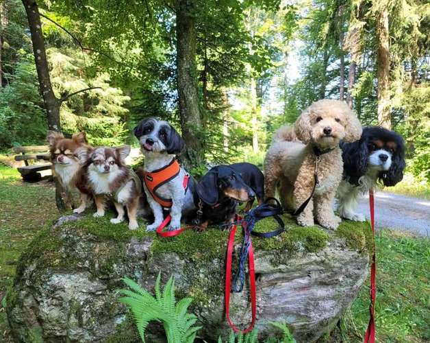 Hundeauslaufgebiet-Hundebetreuung Gommiswald-Bild