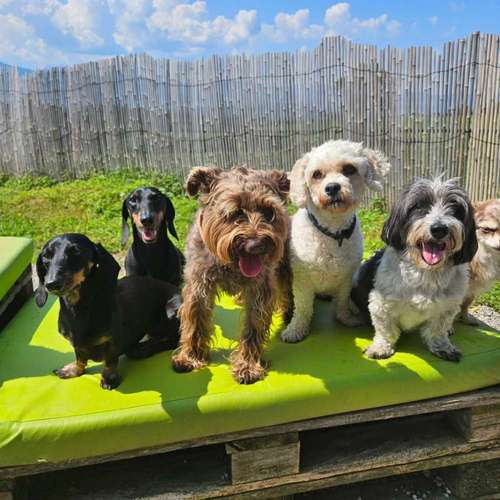 Hundeauslaufgebiet-Hundebetreuung Gommiswald-Bild