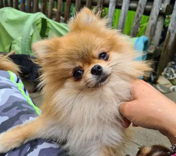 Hundeauslaufgebiet-Hundebetreuung Gommiswald-Bild