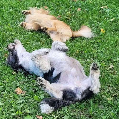 Hundeauslaufgebiet-Hundebetreuung Gommiswald-Bild