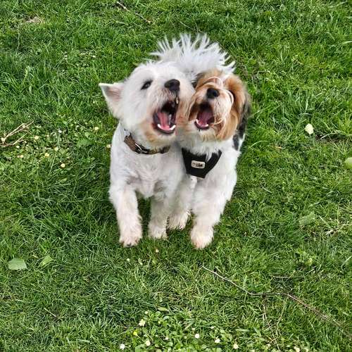 Hundeauslaufgebiet-Hundebetreuung Gommiswald-Bild