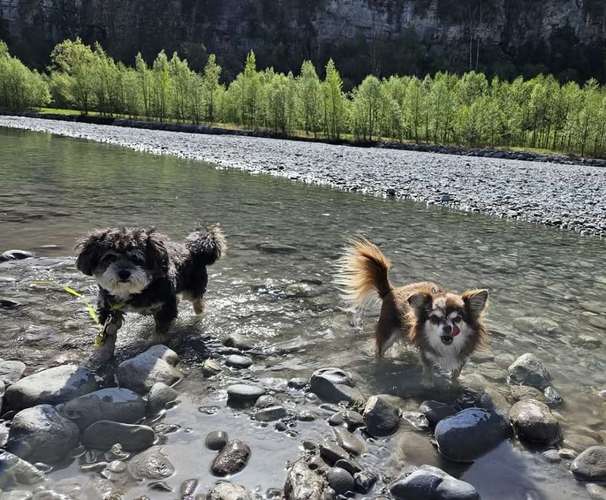 Hundeauslaufgebiet-Hundebetreuung Gommiswald-Bild