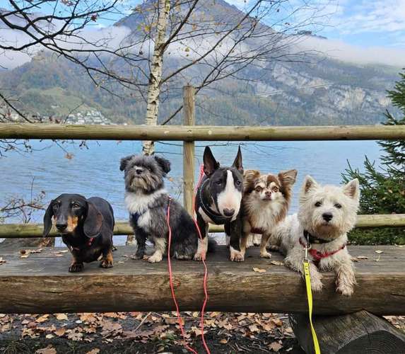Hundeauslaufgebiet-Hundebetreuung Gommiswald-Bild
