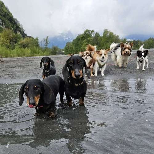 Hundeauslaufgebiet-Hundebetreuung Gommiswald-Bild