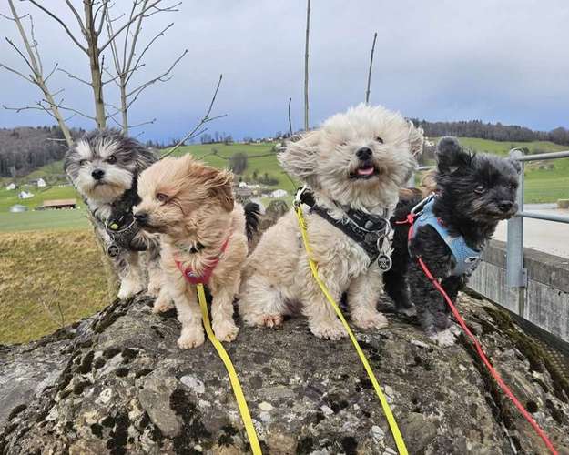 Hundeauslaufgebiet-Hundebetreuung Gommiswald-Bild
