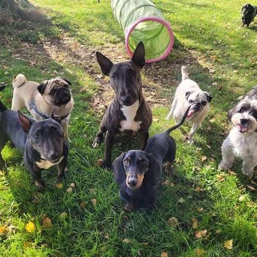 Hundeauslaufgebiet-Hundebetreuung Gommiswald-Bild